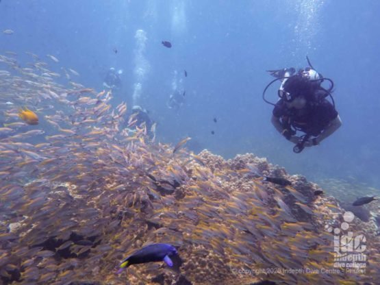 Schools of yellow snapper highlight of Homerun Reef dive site
