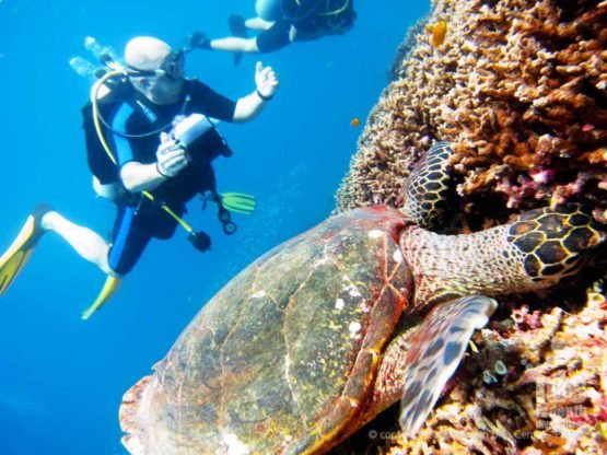 A PADI diver during a PADI Fish ID Course meets a Turtle digging in the coral