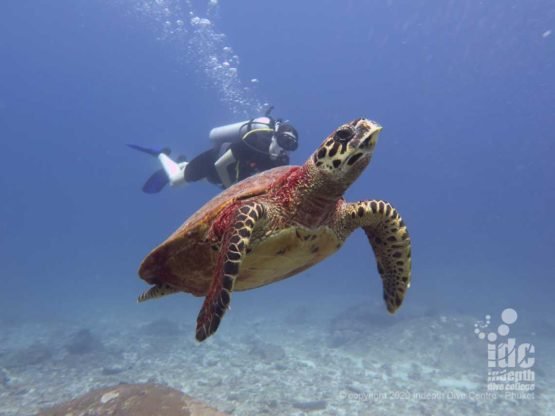 Sea Turtles are a frequent encounter when diving Donald Duck Bay Similan Islands Dive Site