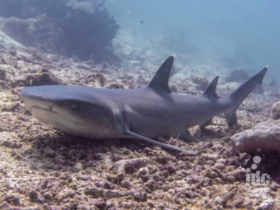 White tip reef sharks can often be spotted at the deeper end of North Point Dive Site