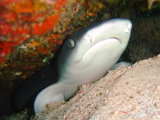 Whitetip Reef Shark seen by a Rebreather Diver at Stewart Island