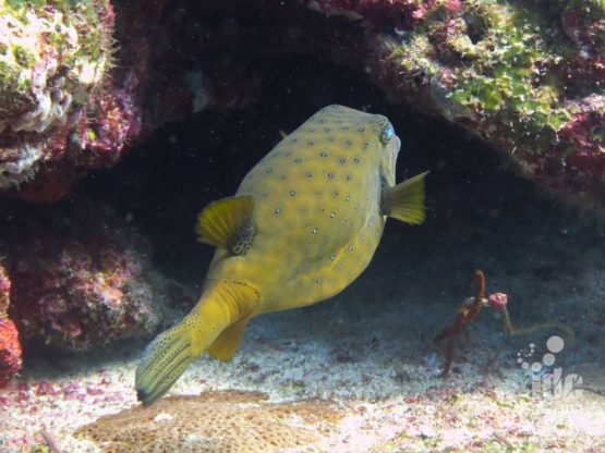 Adult yellow boxfish are common in Shark Fin Reef