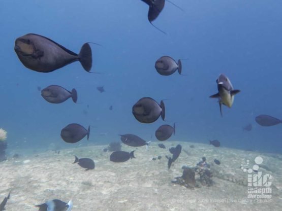 Impressive schools of unicorn fish are usually found on top of Shark Fin Reef's shallow boulders